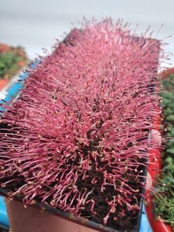 Červený amarant microgreens - po odkrytí